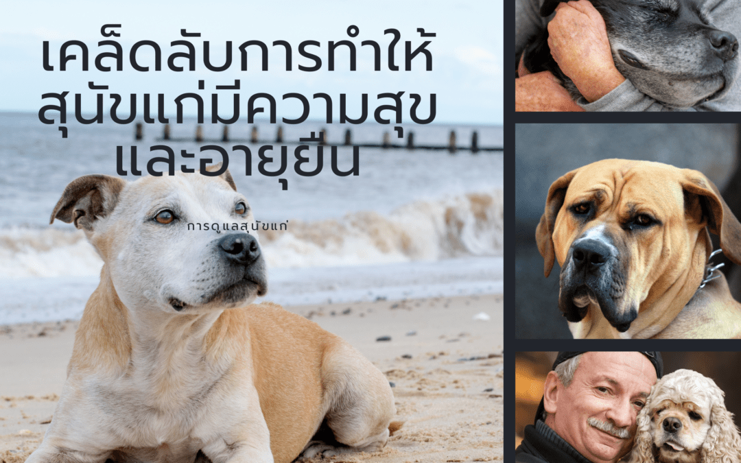 เลือกอาหารให้ สุนัขแก่ อย่างไร?