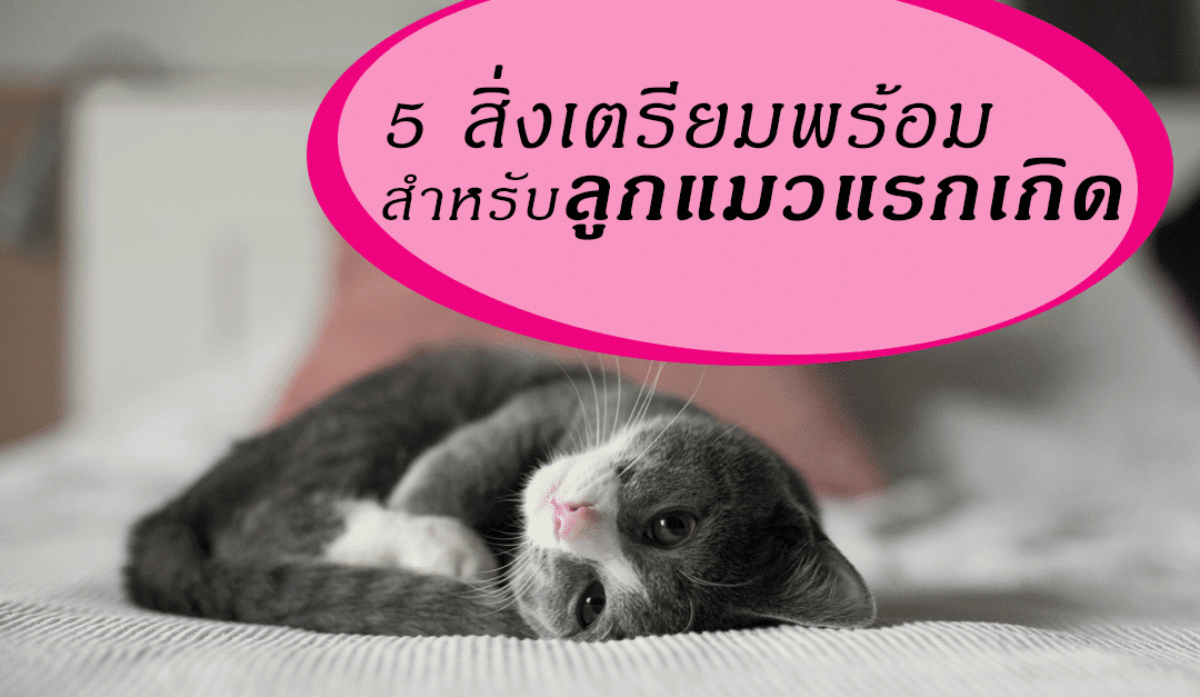 5 สิ่งเตรียมพร้อมสำหรับลูกแมวแรกเกิด