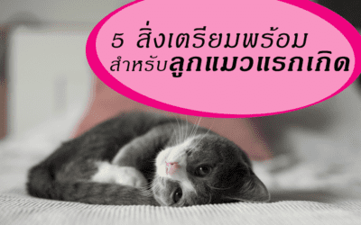 5 สิ่งเตรียมพร้อมสำหรับลูกแมวแรกเกิด