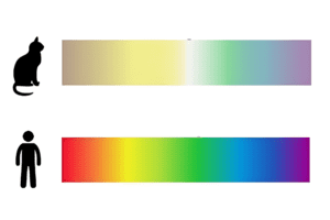 Cat Vison VS Human Vison color
