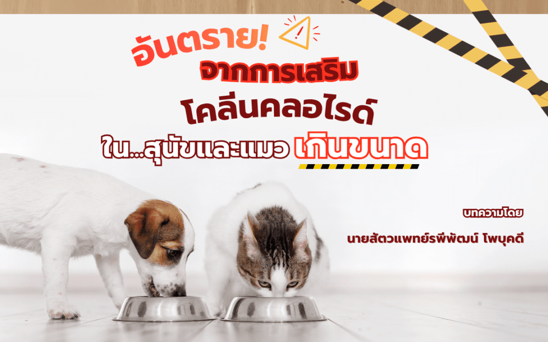 โคลีน คลอไรด์: สารอาหารปาฏิหาริย์ที่อาจกลายเป็น “พิษ” หากใส่เกินขนาด!