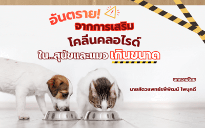 โคลีน คลอไรด์: สารอาหารปาฏิหาริย์ที่อาจกลายเป็น “พิษ” หากใส่เกินขนาด!