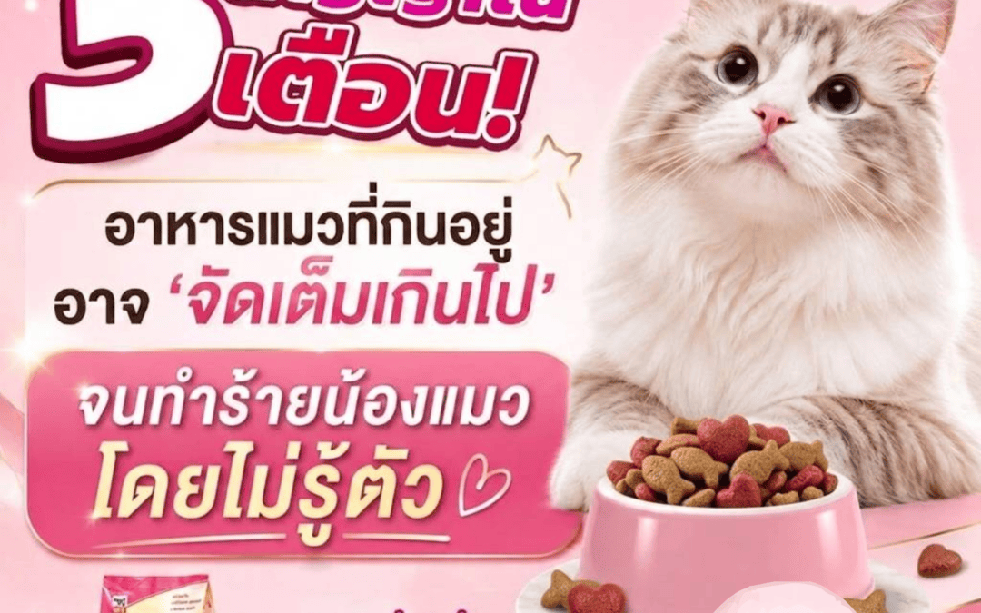 3 สัญญาณเตือน ! อาหารแมวที่กินอยู่อาจ ” จัดเต็มเกินไป ” จนทำร้ายน้องแมวโดยไม่รู้ตัว