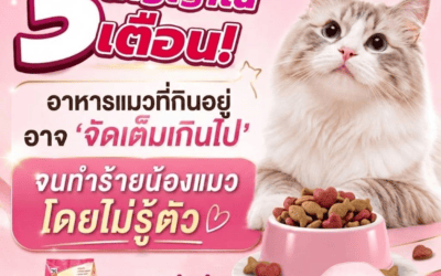 3 สัญญาณเตือน ! อาหารแมวที่กินอยู่อาจ ” จัดเต็มเกินไป ” จนทำร้ายน้องแมวโดยไม่รู้ตัว